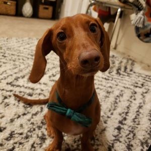 Meet your Posher, Giana